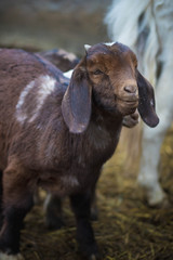 A baby goat on a farm