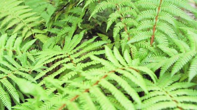 New Zealand Nature fern Branch
