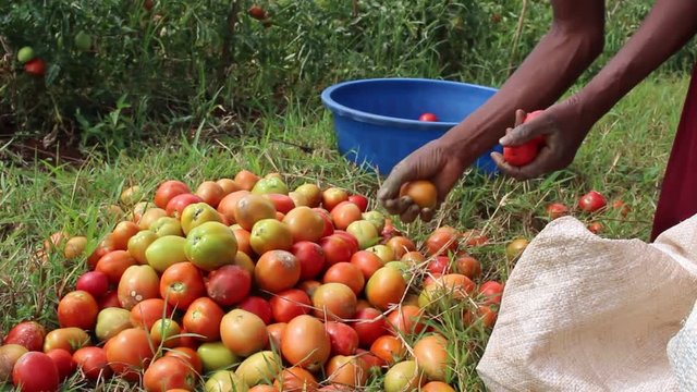 An African woman putting tomatoes into a bucket.