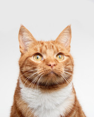 Ginger red tabby cat head shot looking up off camera.