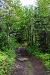 Fototapeta na wymiar A path in a forest in a National Park in the Charlevoix Region, in Quebec, Canada. 