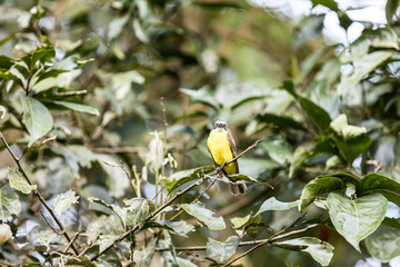 Yellow bird in Colombia