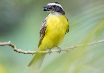 Yellow bird in Colombia