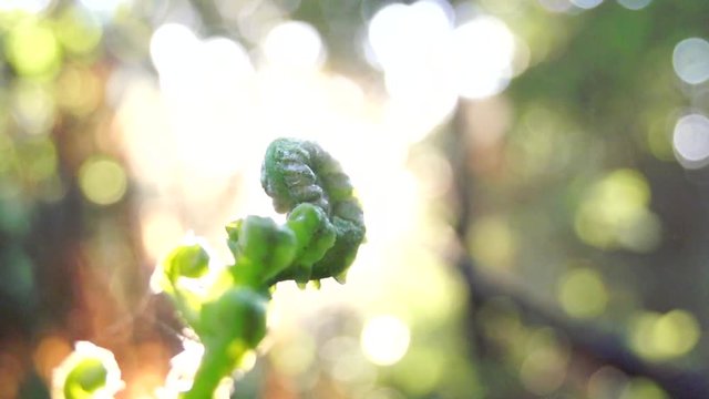 New Zealand Nature fern/koru Branch