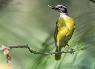 Fototapeta premium Yellow bird in Colombia