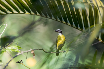 Yellow bird in Colombia