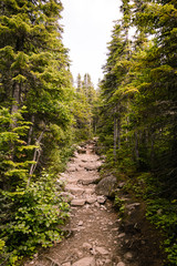 Fototapeta na wymiar A path in a forest in a National Park in the Charlevoix Region, in Quebec, Canada. 