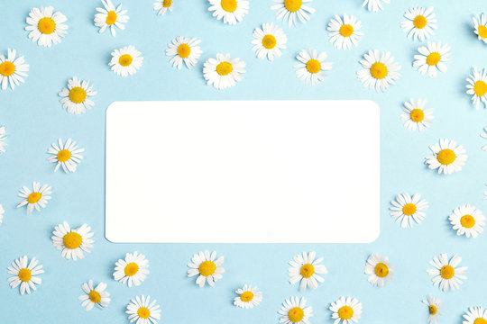 Blank paper card with chamomile flowers on blue background. Copy space for text.