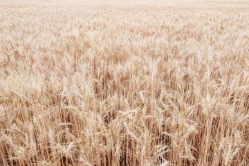 Background from the field of ripe wheat