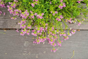 Pretty blooming tiny purple flowers are Nemesia denticulata Confetti ,has a scented little snapdragon-shape flowers with wooden boardwalk use as an ornamental flowering plant in containers and border.