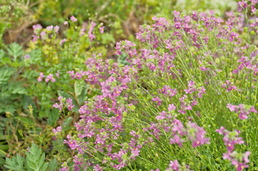 Obraz premium Pretty blooming tiny purple flowers are Nemesia denticulata Confetti ,has a scented little snapdragon-shape flowers often bi-coloured use as an ornamental flowering plant in containers and border.