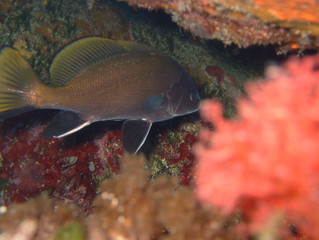 Plongée Corse