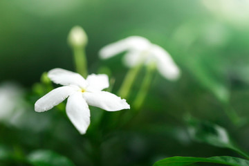 Jasmine flowers blossoming on bush in sunny day soft focus
