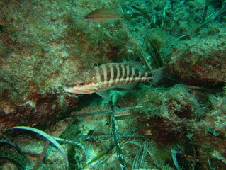 Plongée Corse