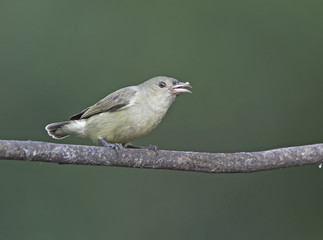 Pale Billed Flowerpecker is a tiny bird, 8 cm long, and is one of the smallest birds occurring in most parts of southern India and Sri Lanka. The bird is plain brownish to olive green.