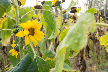 field of fading sunflowers