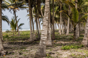 Obraz premium Colombia landscape