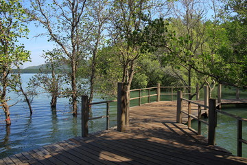 Plakat wood Boardwalk path in natural study trail in mangrove tree forest.