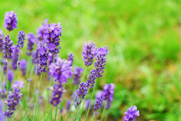 Lavender flowers lavandula in garden on green blurred meadow grass background with copy space for text.