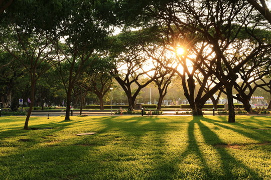 rain trees in city park a green infrastructure development in urban landscape during sunset