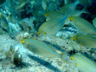 Plongée Corse