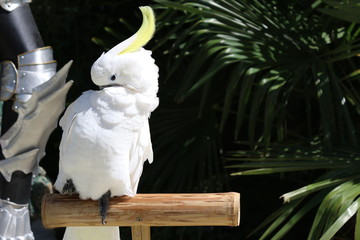beautiful cockatoo
