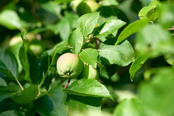 Apple harvest garden nature summer cherry grapes green