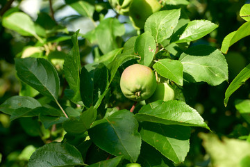 Apple harvest garden nature summer cherry grapes green
