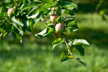 Apple harvest garden nature summer cherry grapes green