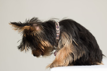 yorkie puppy looking down 