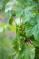 Apple harvest garden nature summer cherry grapes green