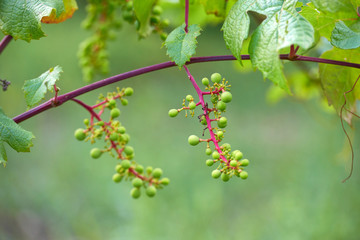 Apple harvest garden nature summer cherry grapes green