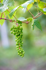 Apple harvest garden nature summer cherry grapes green
