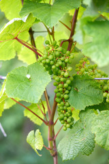 Apple harvest garden nature summer cherry grapes green