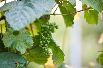 Apple harvest garden nature summer cherry grapes green