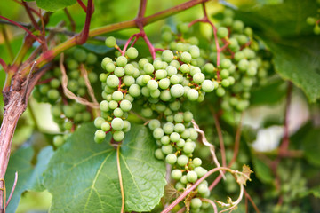 Apple harvest garden nature summer cherry grapes green