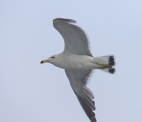 Flying seagull over blue sky.
