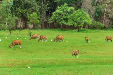 Naklejka premium Domestic Cattle, Cattle, Animal, Beef Cattle, Dairy Cattle