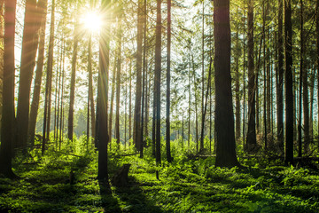 Amazing nature photo captured by sunset in foggy moist forest