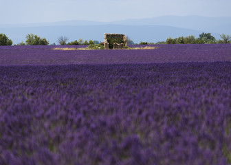 Plakat Lavendel in der Provence, Valensole