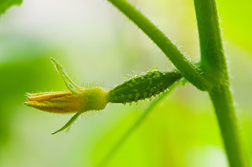 Fresh cucumber on a light background, natural product, food - vegetables.