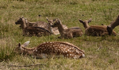 Damwild liegt auf einer Wiese