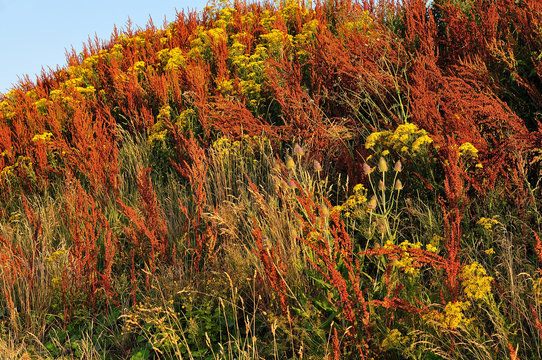 slope overgrown with wildflowers
