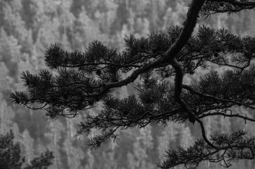 FOREST. MOUNTAINS.SKY.NATURE.FREEDOM.INDEPENDENCE. PLANT