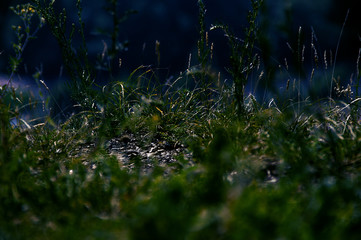 FOREST. MOUNTAINS.SKY.NATURE.FREEDOM.INDEPENDENCE. PLANT