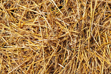 close-up of fresh straw