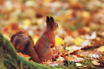 squirrel in autumn / autumn portrait of squirrel, yellow park with fallen leaves, concept autumn nature preparation for winter, redhead little beast in the forest