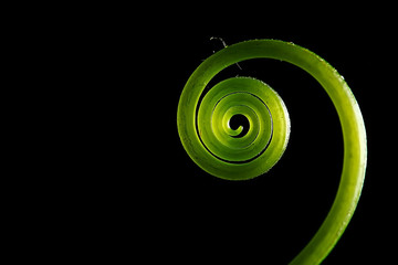 young shoots stems black background / nature concept spring freshness strength health, green leaves design