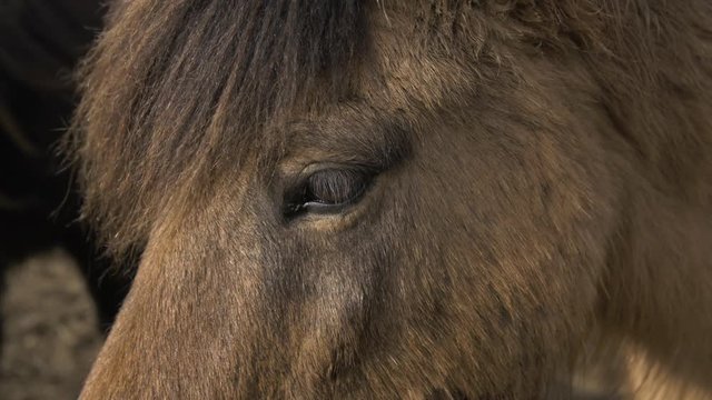 Wild Horses In Iceland Macro