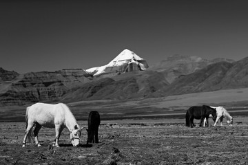 horses in Tibet against the background of mountains